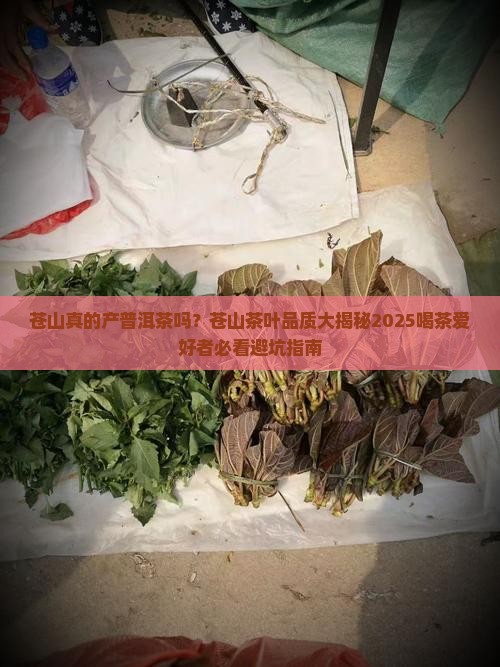 苍山产普洱茶么