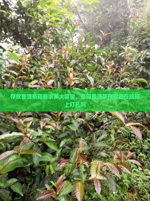 存放普洱茶箱要求多大容量