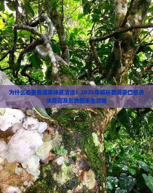 为什么春茶普洱茶味道清淡 为什么春茶普洱茶味道清淡