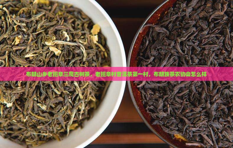 布朗山乡老班章三爬