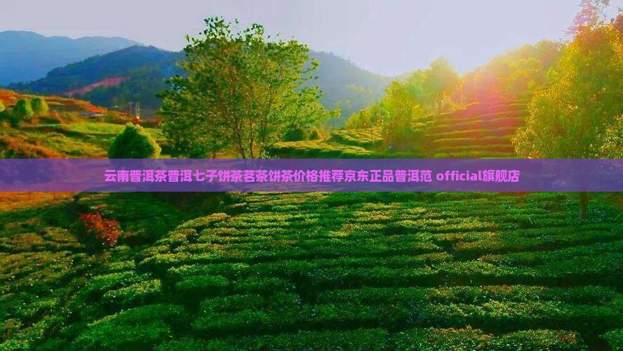 普洱范普洱七子饼茶