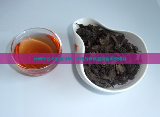 云南什么海出普洱茶