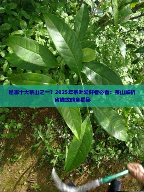 是哪十大茶山之一