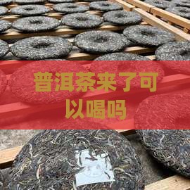 来事能喝普洱茶么