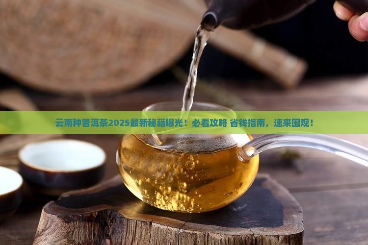 云南能种普洱茶吗最近
