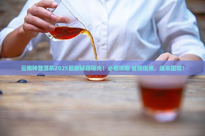 云南能种普洱茶吗最近