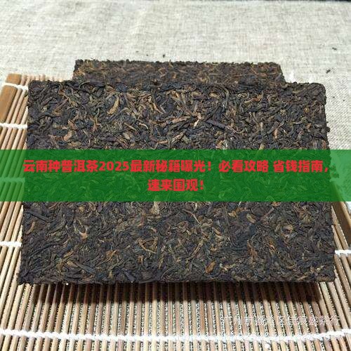 云南能种普洱茶吗最近