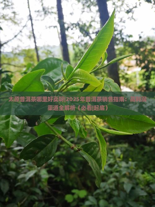 太原普洱茶哪里好卖呀