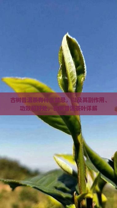 古树普洱茶有什么禁忌