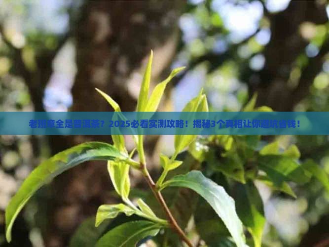 老班章全是普洱茶