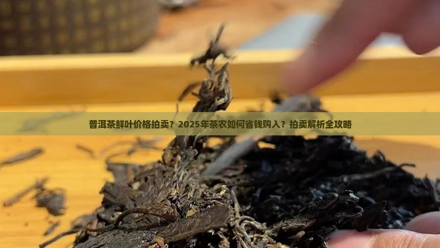 普洱茶鲜叶价格拍卖