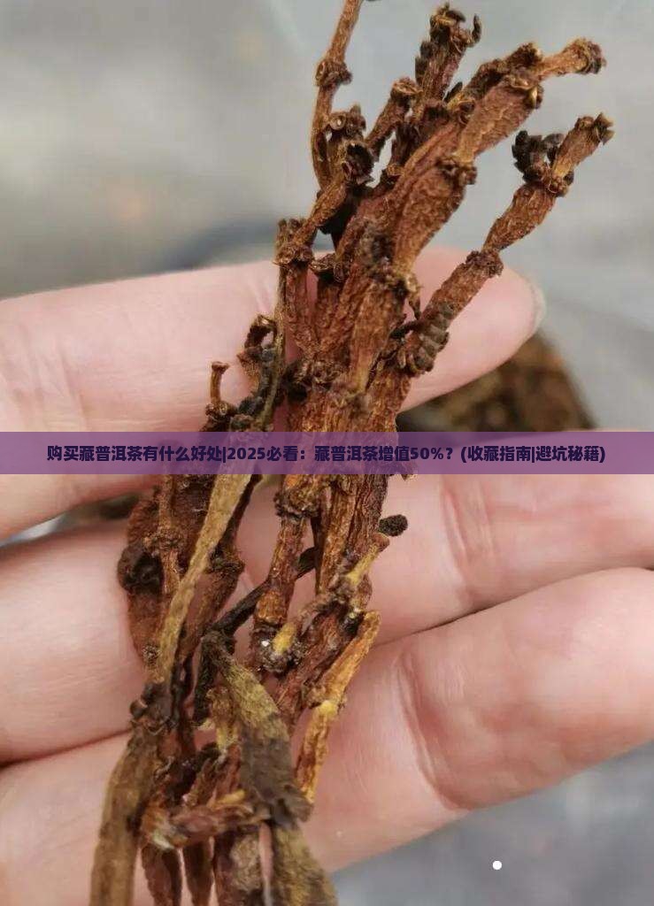 购买藏普洱茶有什么好处