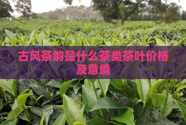 古风茶韵是什么茶