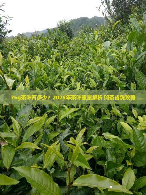 75g茶叶有多少