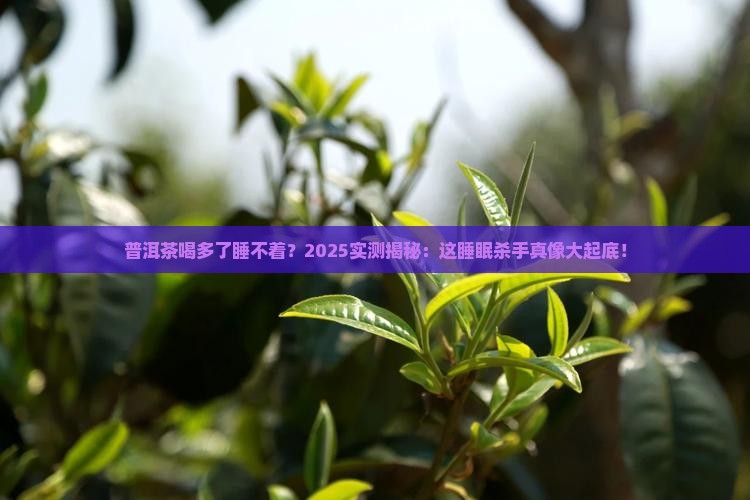 普洱茶喝多了会睡不着觉