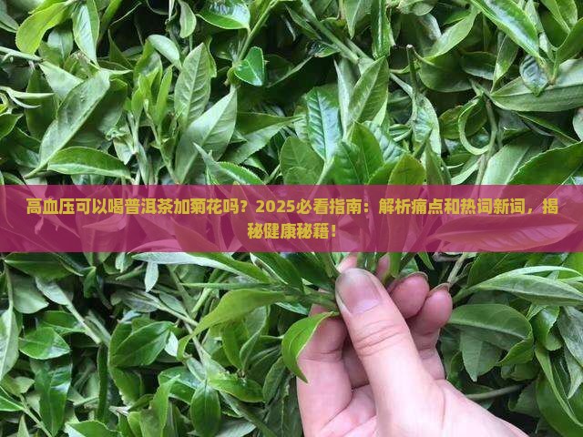 高血压可以喝普洱茶加菊花吗