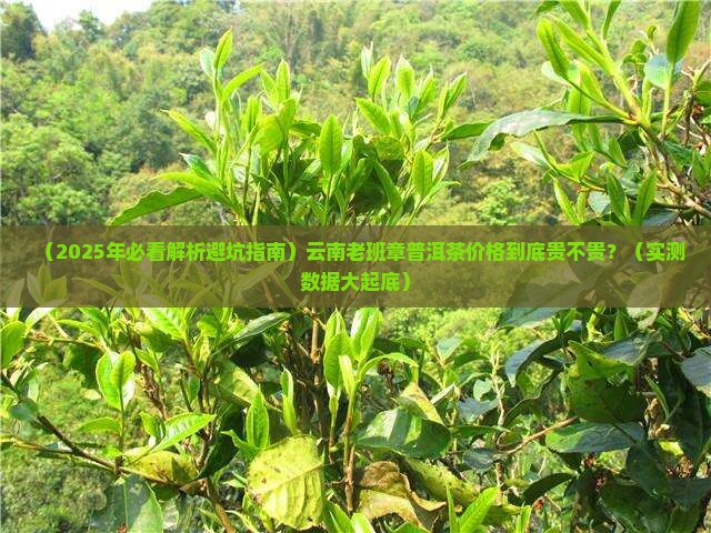云南老班章普洱茶价格多少