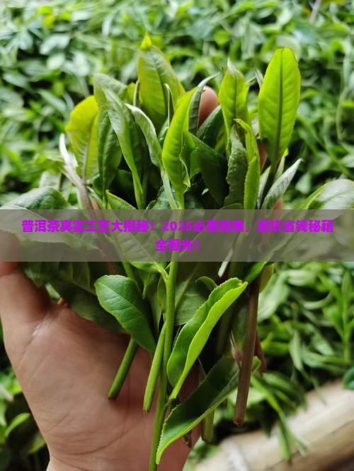 普洱茶真实工艺