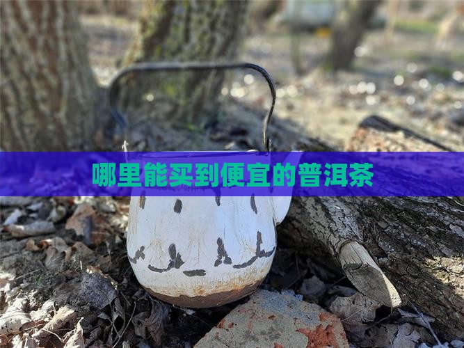 到哪儿买普洱茶便宜
