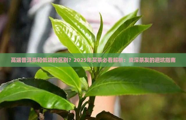 高端普洱茶和低端的区别