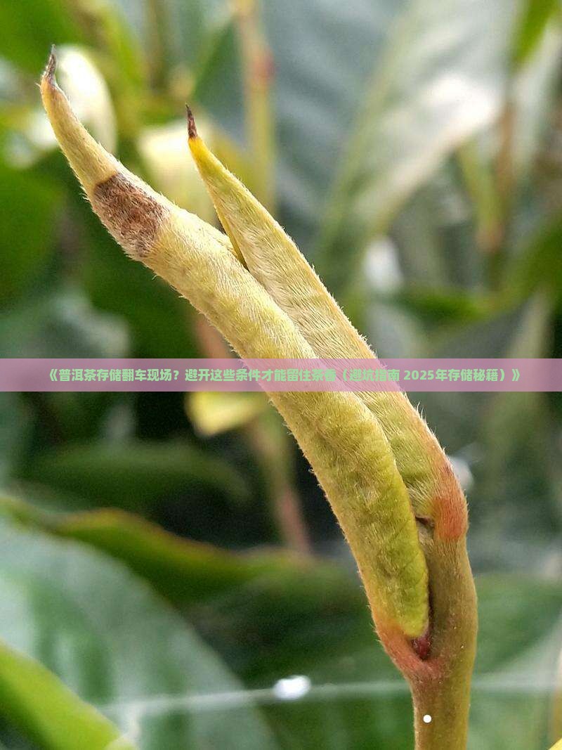 普洱茶不适合存储的条件
