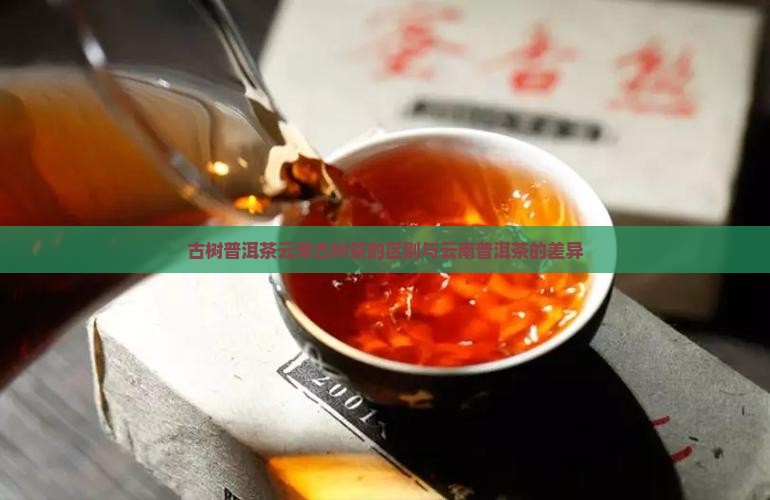 云南老茶树云南古树茶什么分别