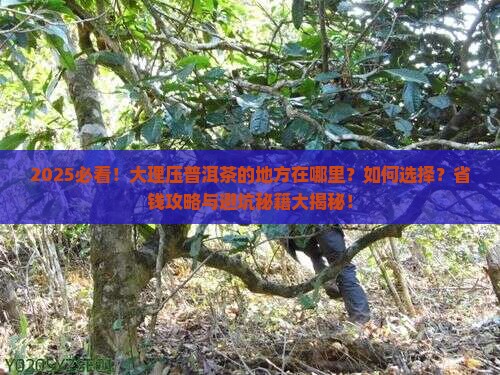 大理压普洱茶的地方