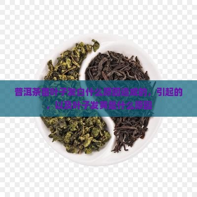 普洱茶苗叶子发白什么原因