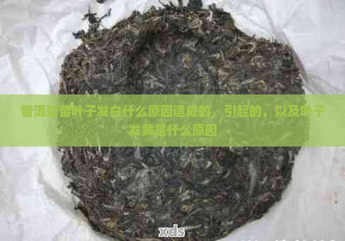 普洱茶苗叶子发白什么原因