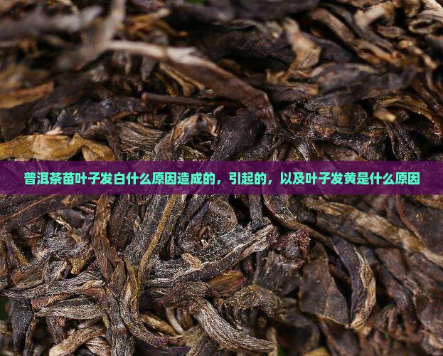 普洱茶苗叶子发白什么原因