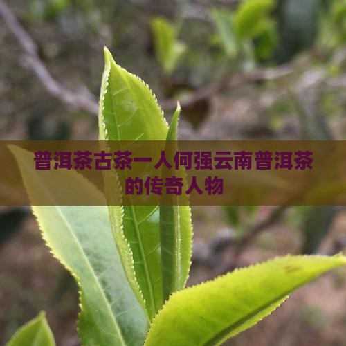 普洱茶古茶第一人