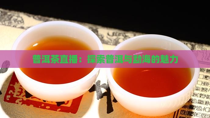 茸叶号普洱茶直播