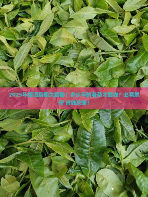 多少年前的普洱茶好卖了