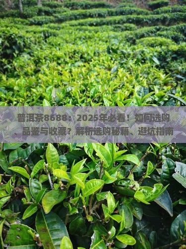 普洱茶8688