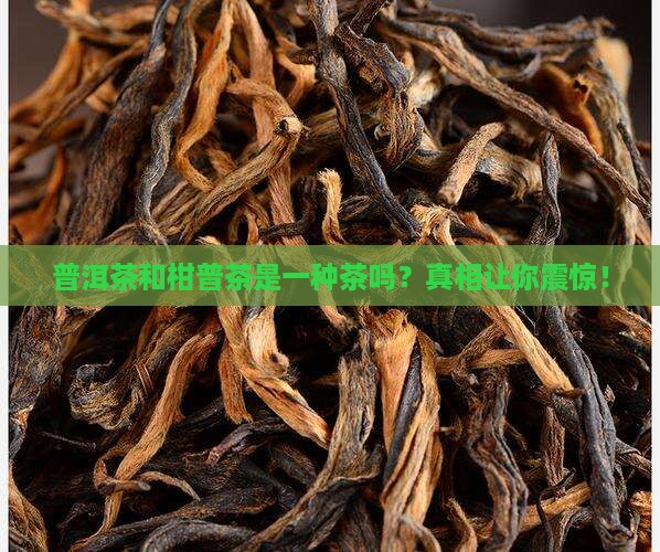 普洱茶和柑普茶是一种茶吗