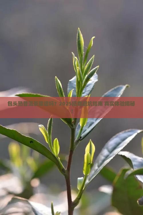 包头可靠熟普洱茶招商