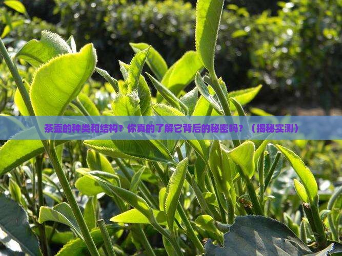 茶壶的种类和结构 茶壶的种类和结构
