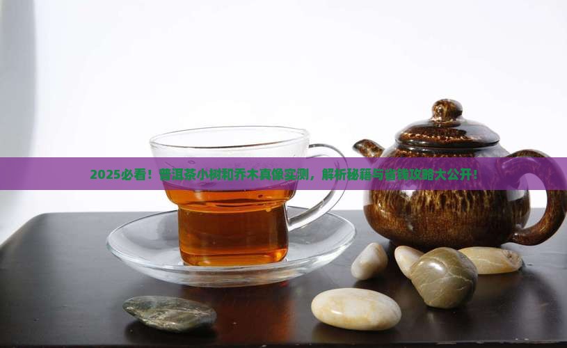 普洱茶小树和乔木