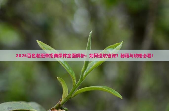 百色老班章招商条件
