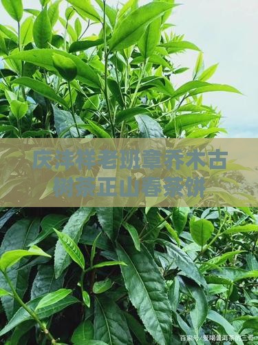 庆沣祥老班章乔木古树茶