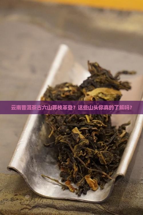 云南普洱茶古六山莽枝革登