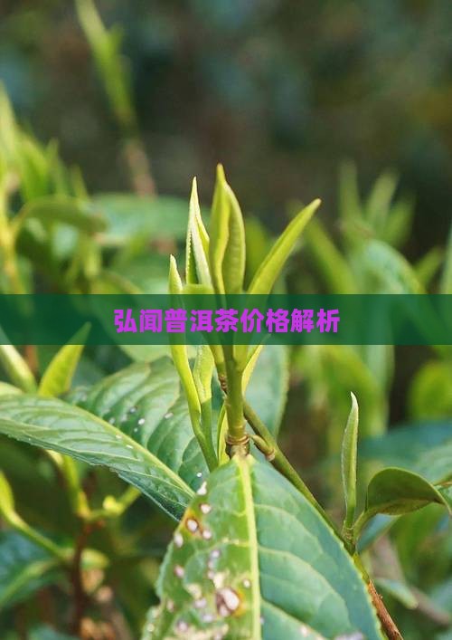 弘闻普洱茶价格