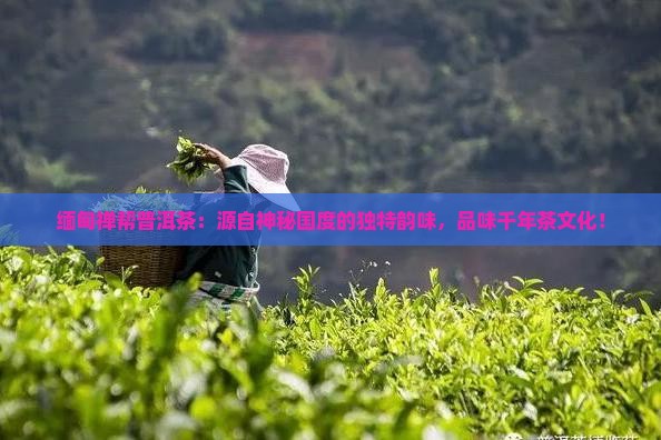 缅甸禅帮普洱茶