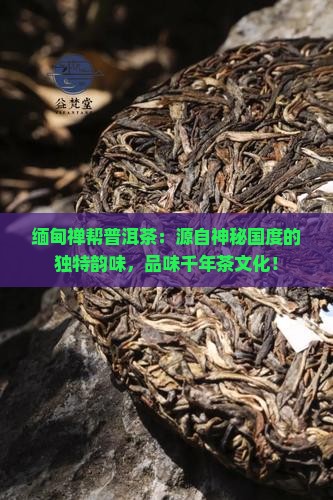 缅甸禅帮普洱茶