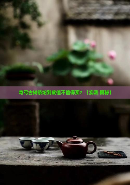 弯弓古树茶特点弯弓古树茶坨