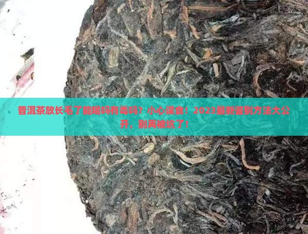 普洱茶放长毛了能喝吗有毒吗