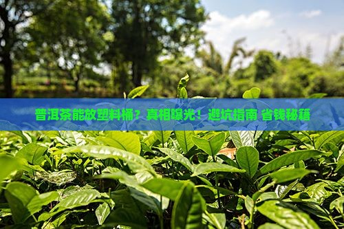 普洱茶能放在塑料桶里吗