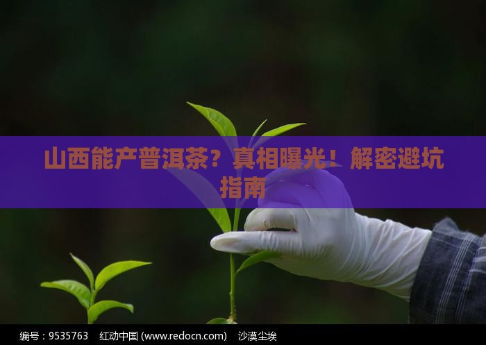 山西生产普洱茶吗