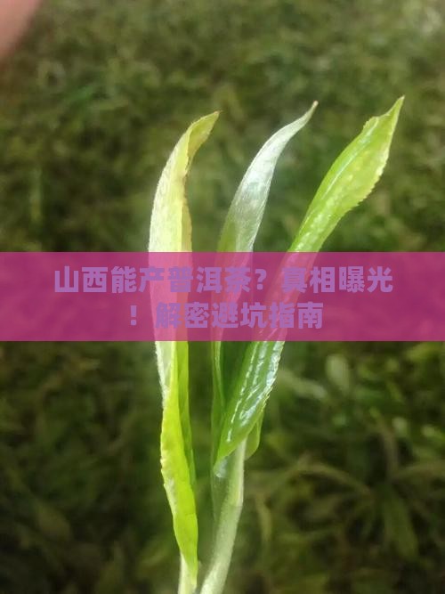 山西生产普洱茶吗