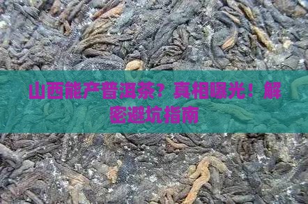山西生产普洱茶吗